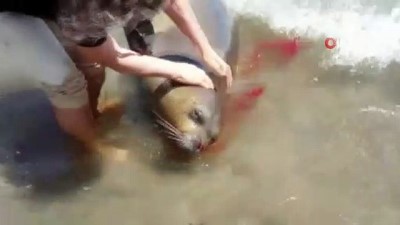  Demre’de ağzından kan gelen ölü Akdeniz Foku kıyıya vurdu