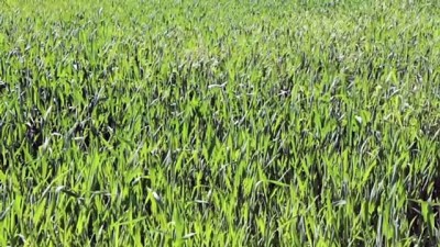 kuru fasulye - KARABÜK - Kullanılmayan tarım arazileri üretime kazandırılıyor Videosu
