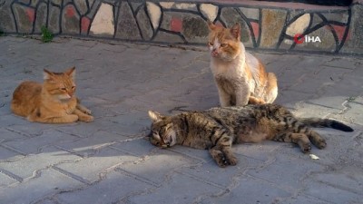 sokak kedisi -  Sokak kedisinden ölen kediye kalp masajı Videosu