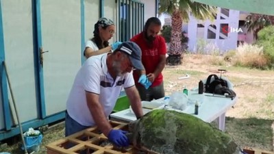 yumurta -  Tedavisi tamamlanan Caretta Caretta denize bırakıldı Videosu