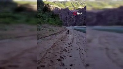 baraj golu -   Balık tutmak için indiği baraj gölü kıyısında ayı saldırısından köpeği sayesinde kurtuldu Videosu