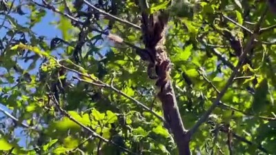 ilac kullanimi - BİNGÖL - Ağaçları istila eden tırtıllar zarara yol açtı Videosu