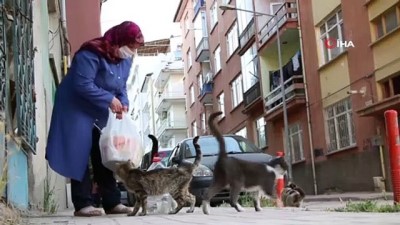 asgari ucret -  Çocukları vefat eden Fatma teyze, 35 kediye anne şefkatiyle bakıyor Videosu