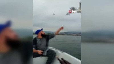 amator balikci -  Denizin ortasında martıyı elleri ile besledi Videosu
