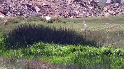 gocmen kus - ERZURUM - Göçmen kuşların Afrika-Kafkasya yolculuğunun mola noktası: Erzurum Ovası Videosu