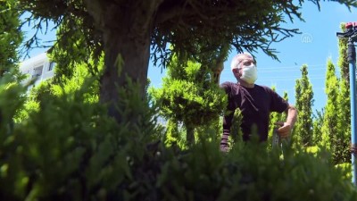 halk egitim - İZMİR - Budama sanatıyla ilgilenen emekli öğretmen, ağaçlarını simge camilere hediye etmek istiyor Videosu