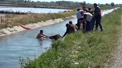 kanald -  Kanala düşen buzağı ve anne inek itfaiye ekiplerince kurtarıldı Videosu