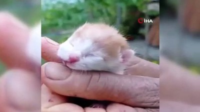 sokak kedisi -  Muğla'da çift başlı doğan kedi görenleri şaşırttı Videosu