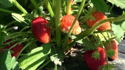 cilek hasadi -  Muş’ta devlet desteğiyle kurulan çilek bahçelerinde yılın ilk hasadı yapılmaya başlandı Videosu