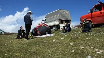 universite ogrencisi - ORDU - Baba mesleğini sürdüren çobanlar, sürüleriyle Karadeniz yaylalarına çıkmaya başladı (1) Videosu