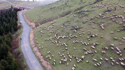 ORDU - (DRONE) Baba mesleğini sürdüren çobanlar, sürüleriyle Karadeniz yaylalarına çıkmaya başladı (2)