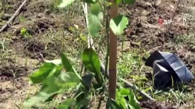 tropikal meyve -  Sofraların vazgeçilmez lezzeti avokadoya talep arttı, ekim alanları genişletildi Videosu