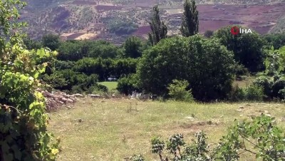 kalp sagligi -  Susamları toprakla buluşturan çiftçinin yüzü güldü Videosu