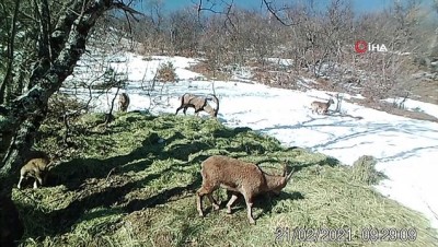 kis mevsimi -  Vaşak, kurt, ayı, yaban kedisi...Foto kapan tarafından böyle görüntülendiler Videosu