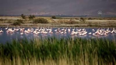 gocmen kus - KONYA - Akgöl sazlıkları flamingolarla ayrı bir güzelliğe büründü Videosu