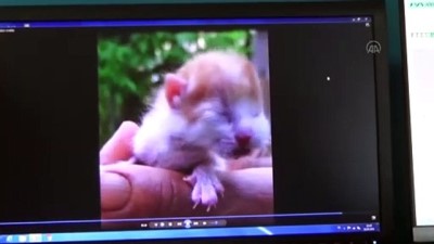 yavru kedi - MUĞLA - Şırınga yardımıyla sütle beslenen kedi yavrusu kuvözde tedavi ediliyor Videosu