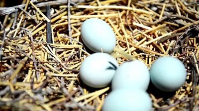 yirtici kus - TUNCELİ - Keban Baraj Gölü'ndeki adalar yumurtadan çıkan yavru göçmen kuşlarla şenlendi Videosu