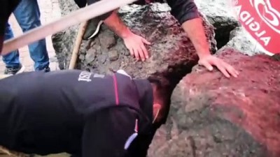 kayali - BURSA - Sahilde kayalıklara düşen kedi yavrusunu itfaiye ekibi kurtardı Videosu