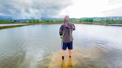 safak vakti - DÜZCE - Konuralp pirincinin tarladan sofraya uzanan yolculuğu başladı Videosu