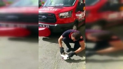 kurtarma operasyonu -  Kahramanmaraş’ta kedi kurtarma operasyonu Videosu