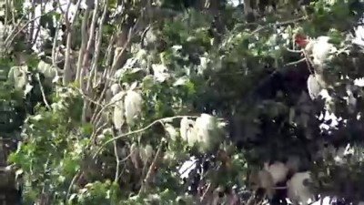 mulkiye -  Polen üreten kavak ağaçlarının yerine ıhlamur fidanları dikilecek Videosu