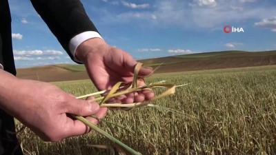 batin -  Tarımda kuraklık tehlikesi, arpa üretimi olumsuz etkilendi Videosu