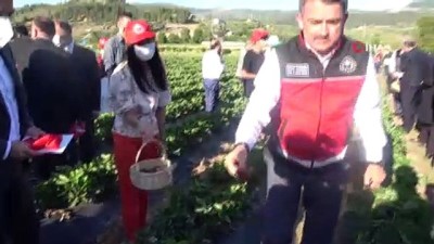 cilek hasadi -  Bakan Pakdemirli, Yayladağı’nda çilek hasadına katıldı Videosu