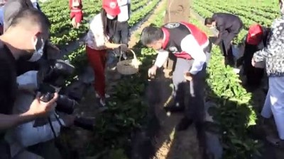 cilek hasadi - HATAY - Bakan Pakdemirli, Yayladağı ilçesinde çilek hasadına katıldı Videosu
