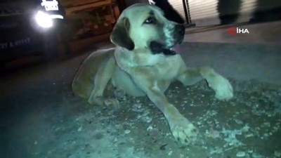 rehabilitasyon merkezi -  İslahiye'de köpeğe işkence iddiası Videosu