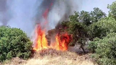 makilik alan - İZMİR - Ağaçlandırma sahasında çıkan yangın kontrol altına alındı Videosu