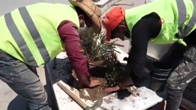 cevre temizligi -  Kuşadası Belediyesi’nden sahil şeridine yaz dokunuşu Videosu