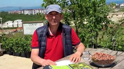 koordinat - ORDU - Karadeniz'de iyileştirme çalışması yapılan fındık bahçelerinde verim yüzde 57 arttı Videosu