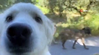 sokak hayvani -  Sokak hayvanlarına özel ciğer kebap Videosu