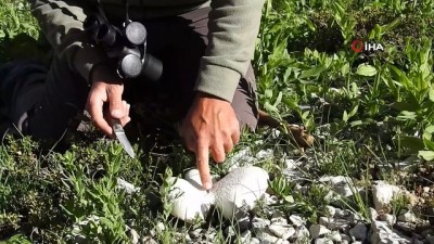 yumurta -  Yağmurların ardından vatandaşlar mantar topluyor Videosu