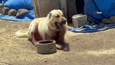 arazi kavgasi -  3 kişinin öldüğü kavgada kurşunlanan köpek telef oldu Videosu