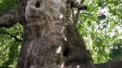 cinar agaci -  Bin yıllık çınar, 22 metre gövdeye sahip Videosu