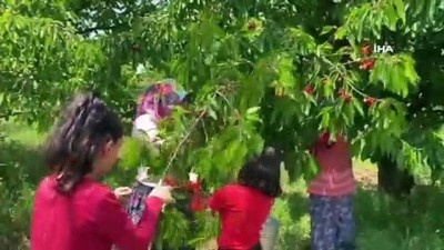 kiraz uretimi -  Bursa'da erkenci kirazı hasadı başladı Videosu