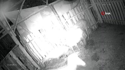 kurt saldirisi -  İlçe merkezine inen kurt koyunları böyle telef etti Videosu