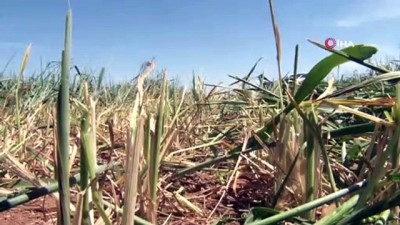 kooperatif -  Kuraklık ve sıcak hava arpa ile buğdayı vurdu Videosu