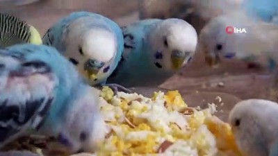 okul binasi -  Muhabbet kuşu yetiştirip yok satan tek okul Videosu