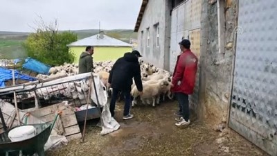 muhabir - SİVAS - Devlet desteğiyle sürüsünü 8 kat büyüttü Videosu