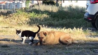 kopek - YALOVA - Kedi ile köpeğin dostluğu Videosu