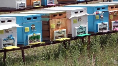 egitim merkezi -  Ana Arı Üretim İşletmesi’nde üretilen ilk ana arıların dağıtımı başladı Videosu