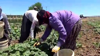 KAHRAMANMARAŞ - Dede yadigarı tohumla ekilen salatalık üreticisini sevindiriyor