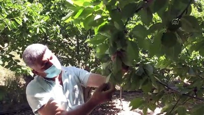 argo - MALATYA - Tescilli 'dalbastı' kirazında verim alamayan çiftçinin umudu kiraz yaprağı Videosu