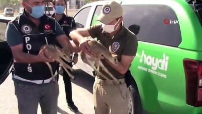 narkotik -  - Polisin durdurduğu otomobilden ceylan yavruları çıktı Videosu
