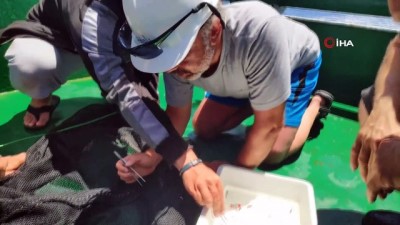 balikci teknesi -  Denizaltı Dağları özel koruma alanında su altı araştırmaları başladı Videosu