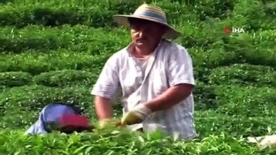 bitkisel urun -  Fındık üretimi artacak, yaş çay üretimi düşecek Videosu