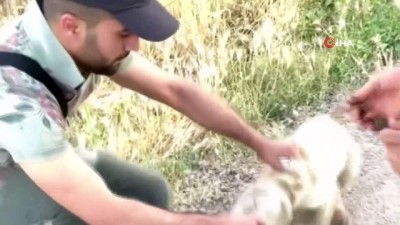okul muduru -  Mardin'de okul müdürü, başı bidona sıkışan köpeği kurtardı Videosu