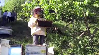 aile ekonomisi - ORDU - Genç Çiftçi Projesi'nden faydalanan Ordulu kadınlar arıcılık yapıyor Videosu